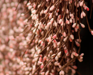 Pink Pip Berry Wreath